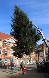 Weihnachtsbaum